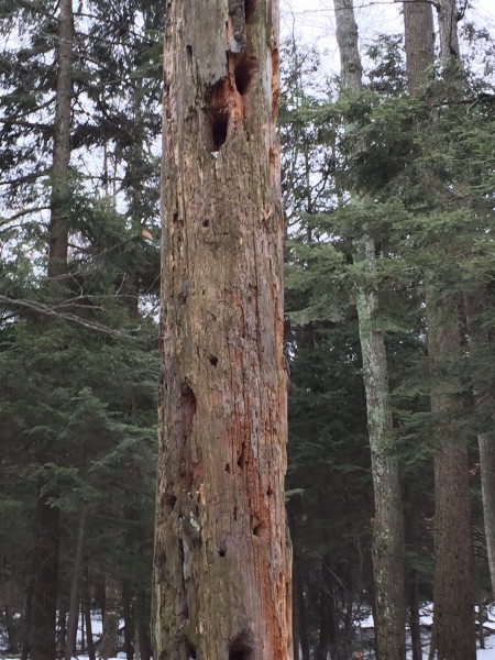 Life in a Dead Tree - Willow Bend Environmental Education Center ...