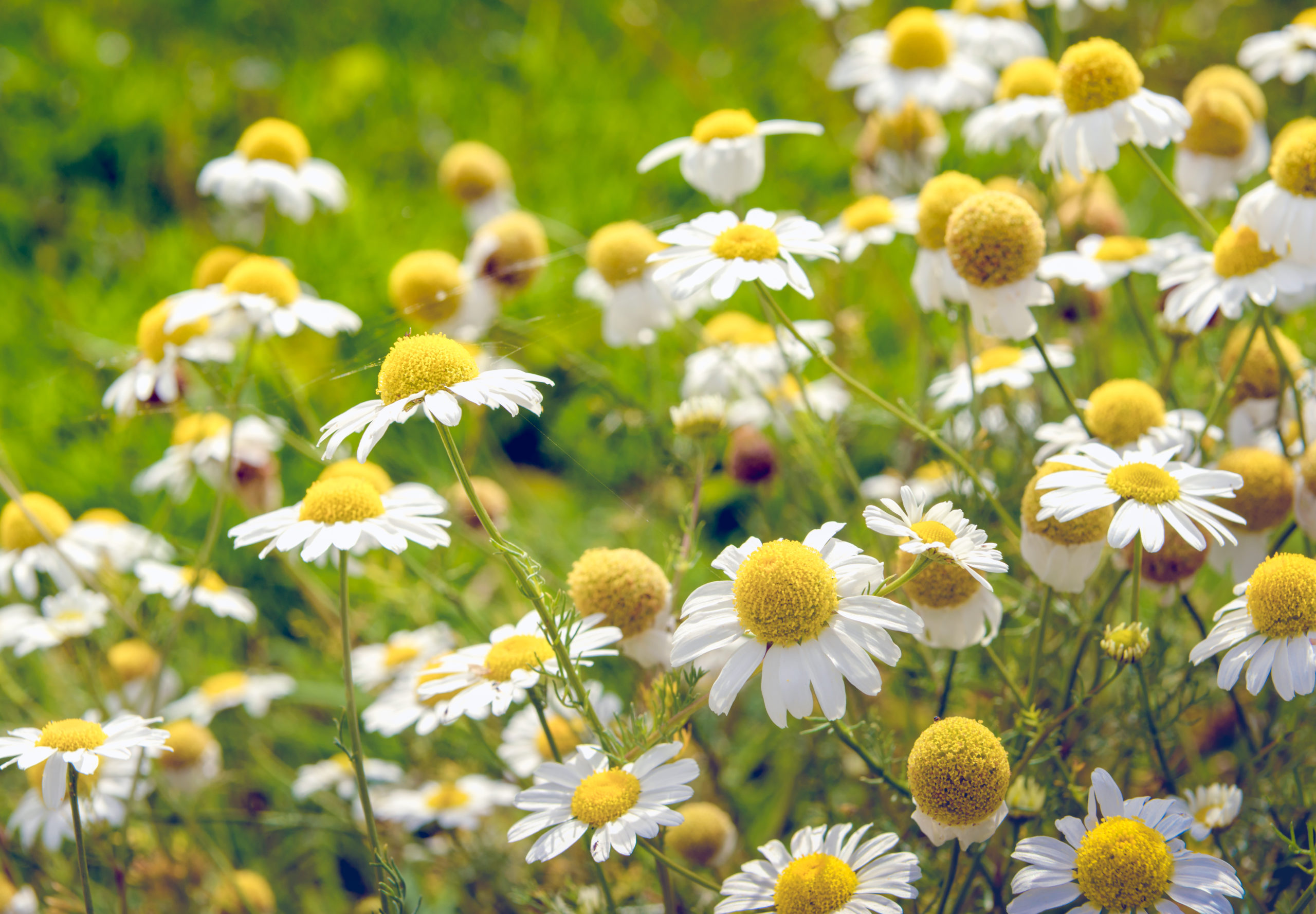 Closeup of white and yellow blooming and overblown chamomile or Matricaria chamomilla plants growing in the wild nature on a sunny day in the summer season. Very thin spider silk is visible between some flowers.