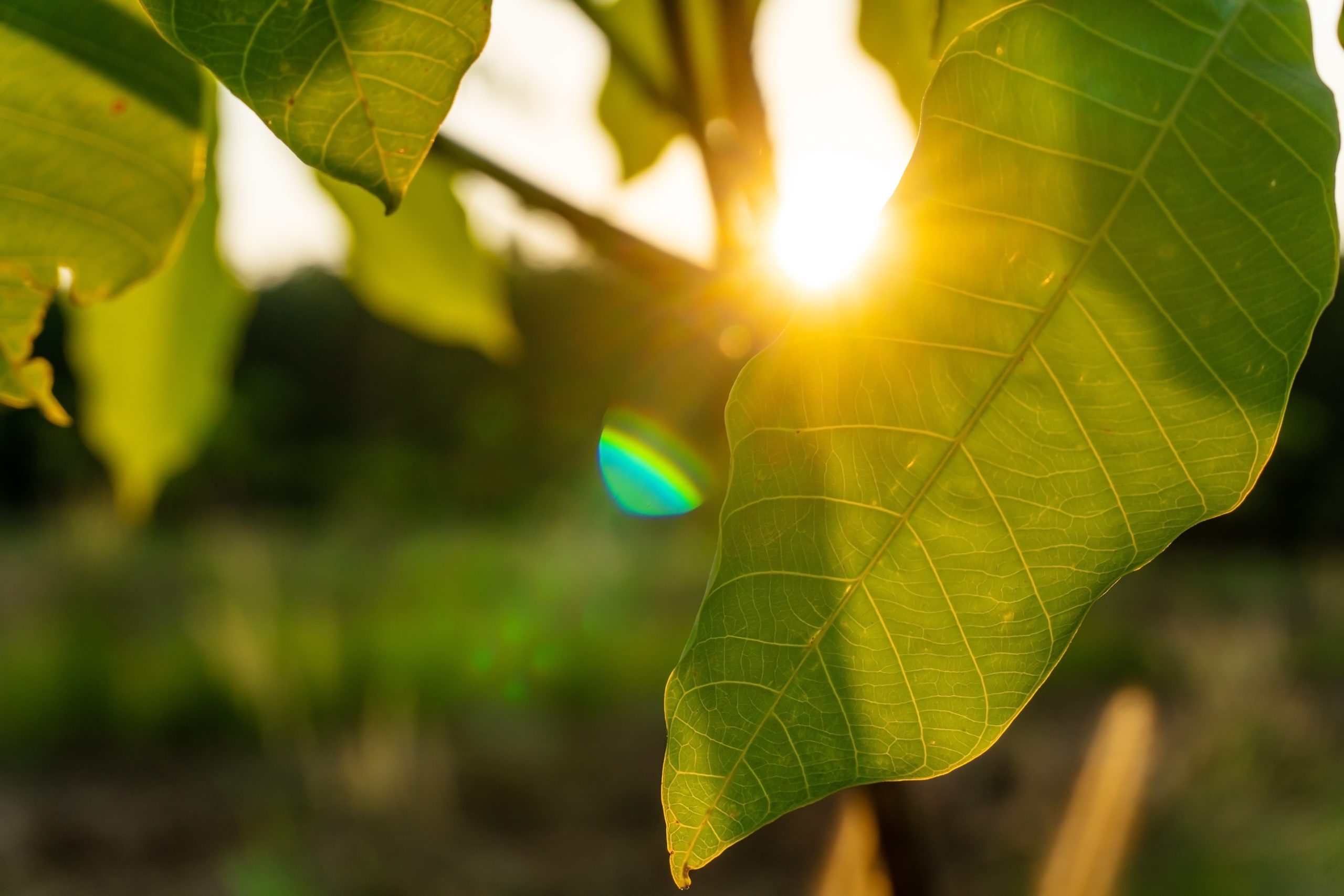 Leaf of para rubber tree, latex rubber plantation and tree rubber in southern Thailand