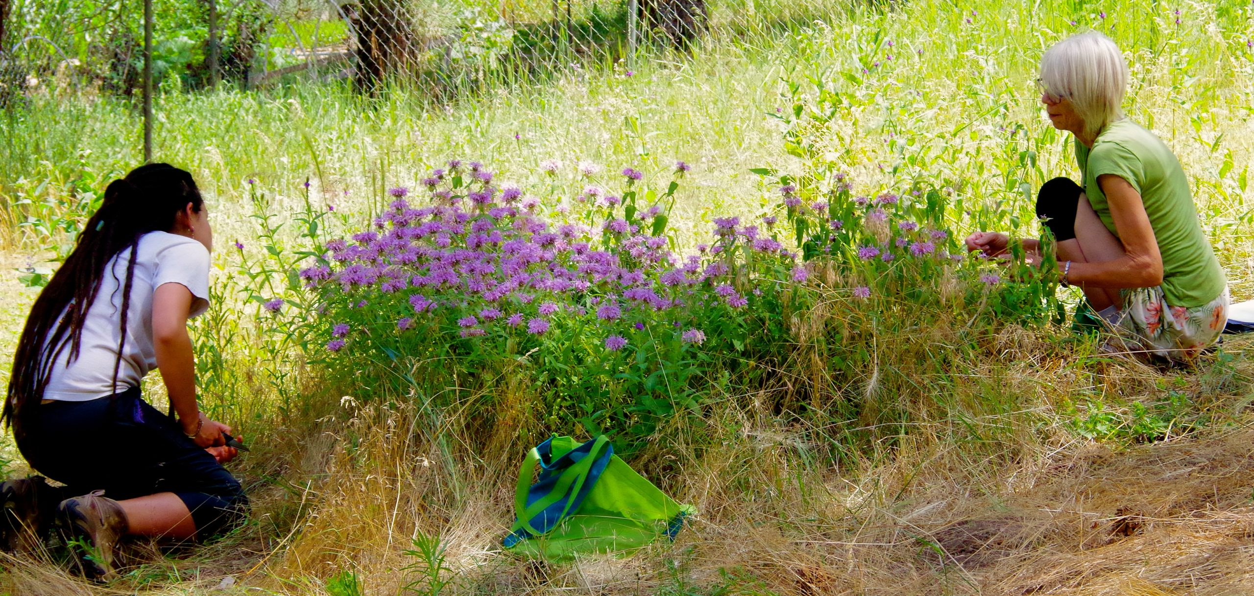 Plant Walk 4 (2)